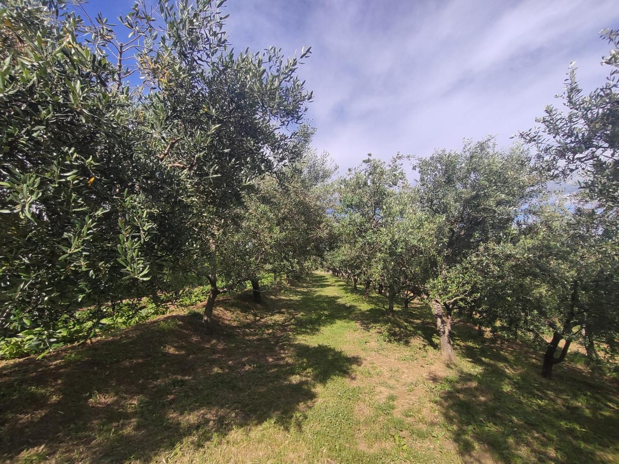 Apartman Villa Romana Grožnjan Екстериор снимка